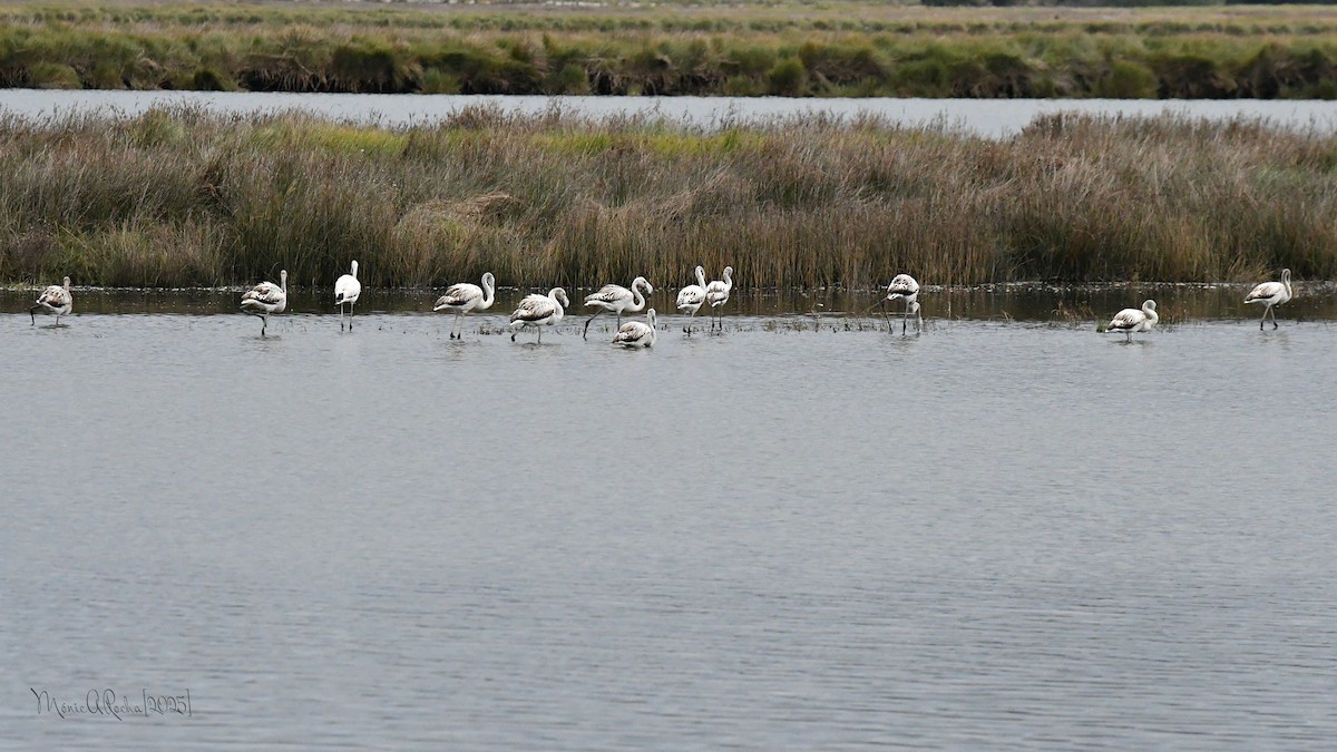Greater Flamingo - ML644954380