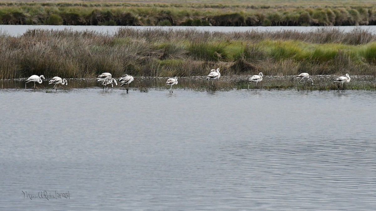 Greater Flamingo - ML644954381