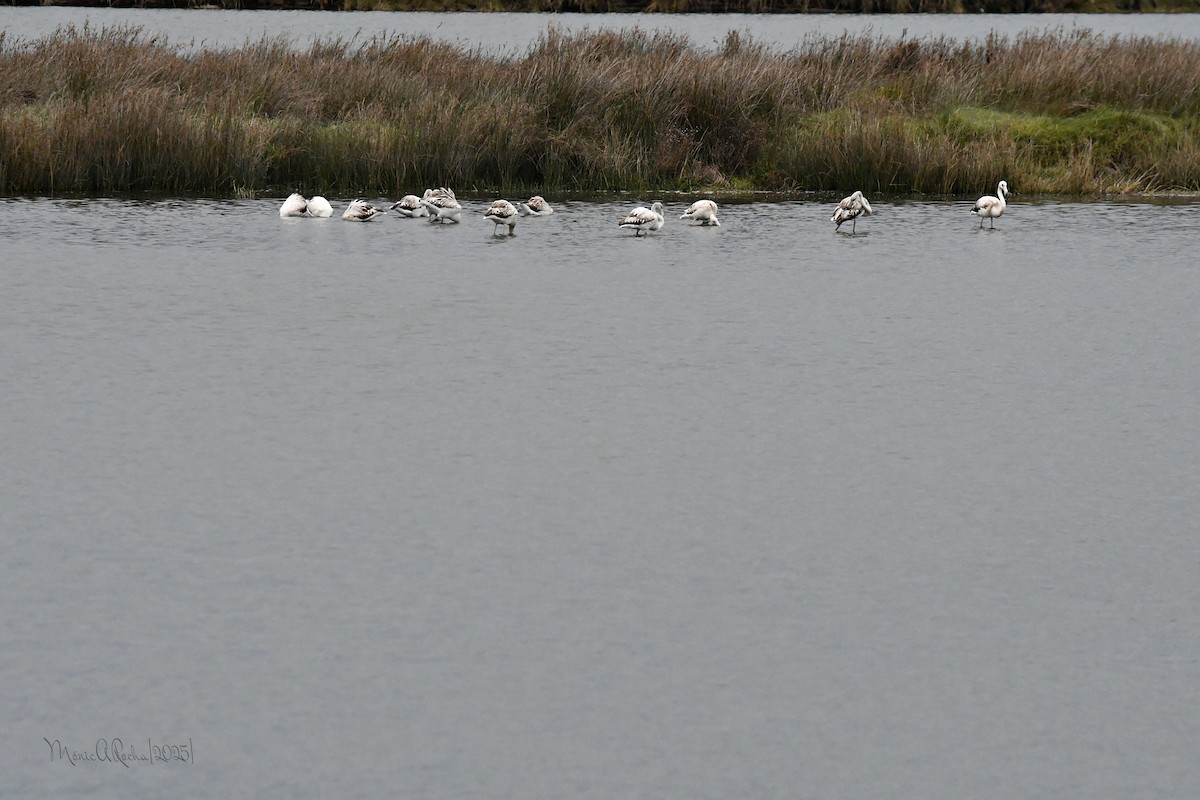 Greater Flamingo - ML644954382