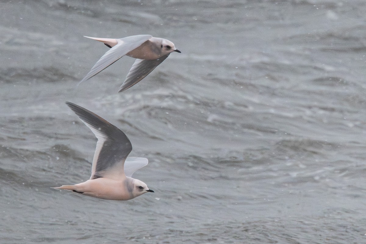 Antxeta arrosa - ML644954396