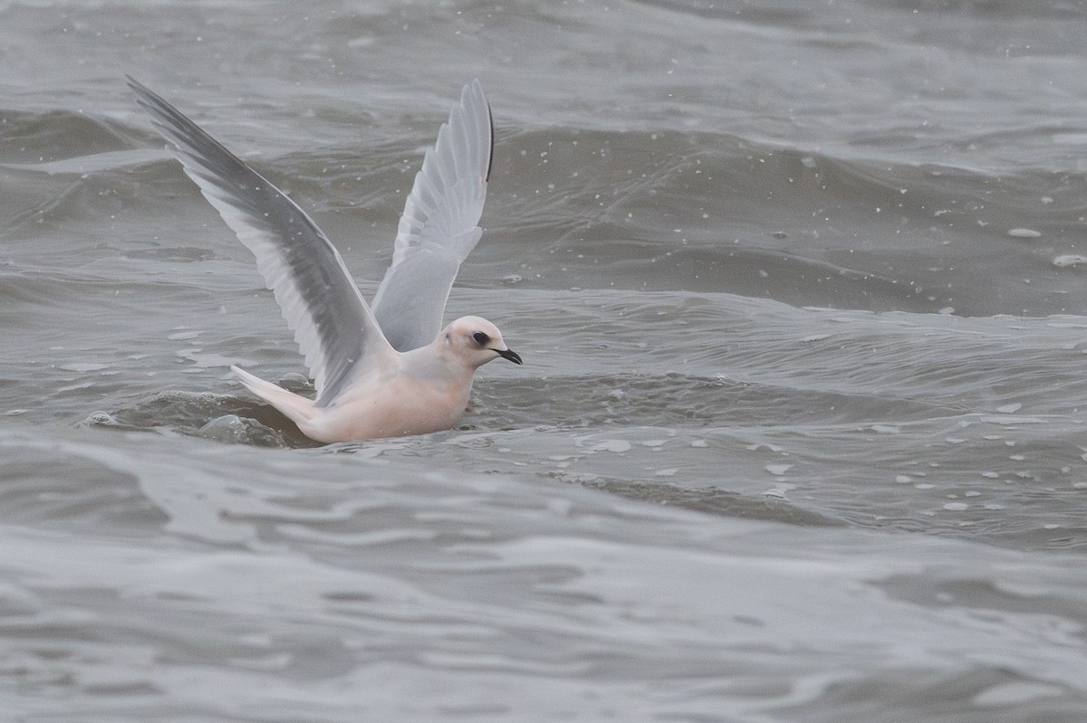 Antxeta arrosa - ML644954400