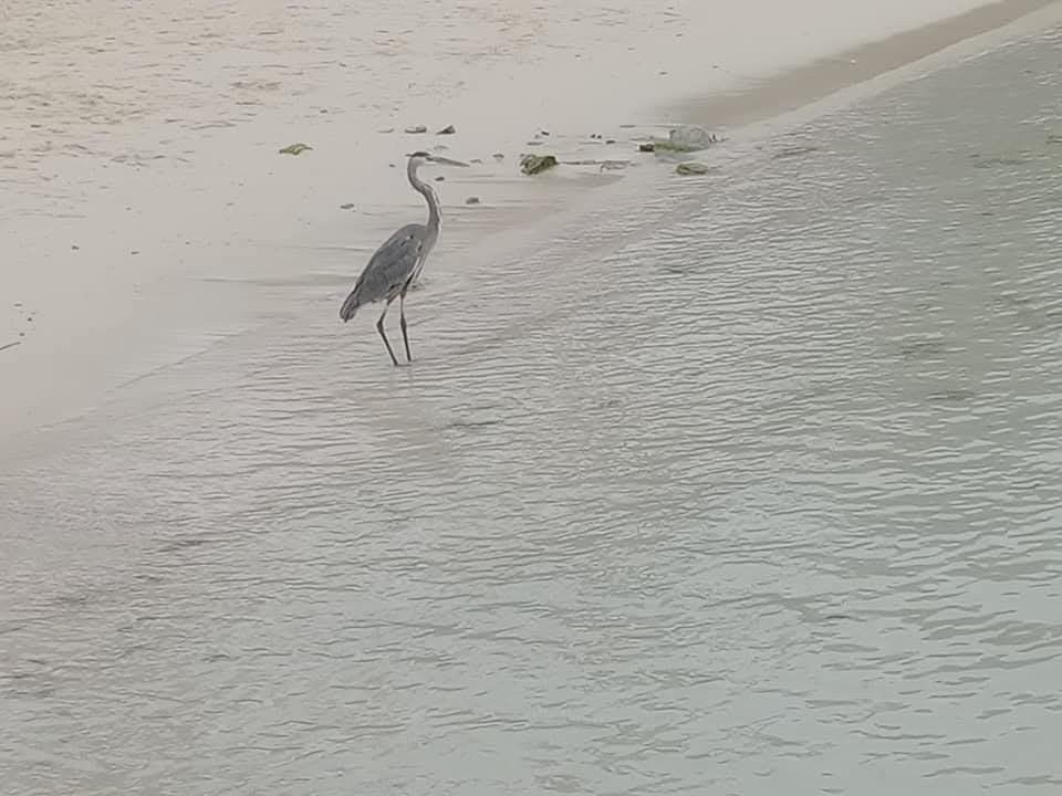 Great Blue Heron - ML644954403
