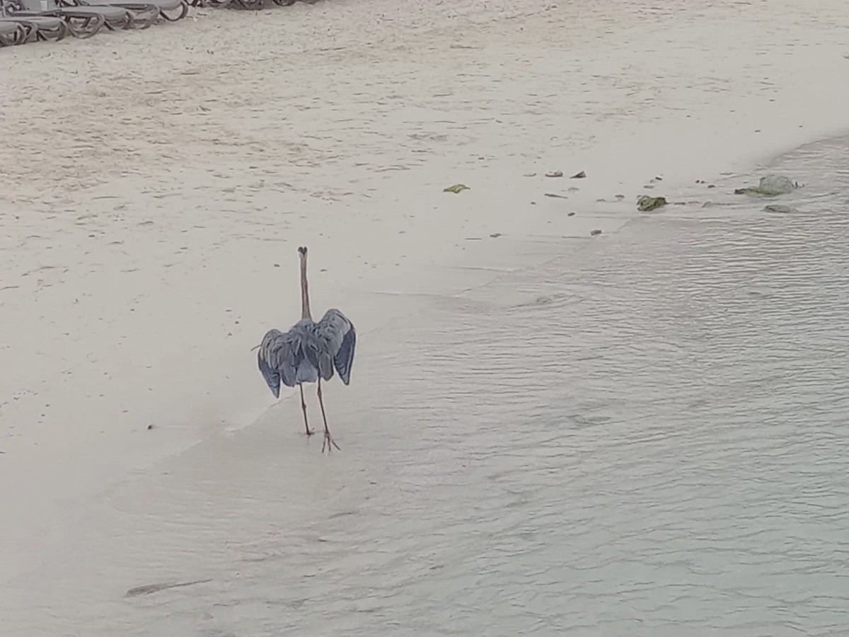 Great Blue Heron - ML644954404