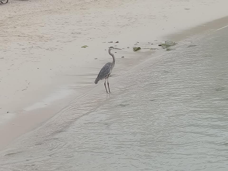 Great Blue Heron - ML644954405