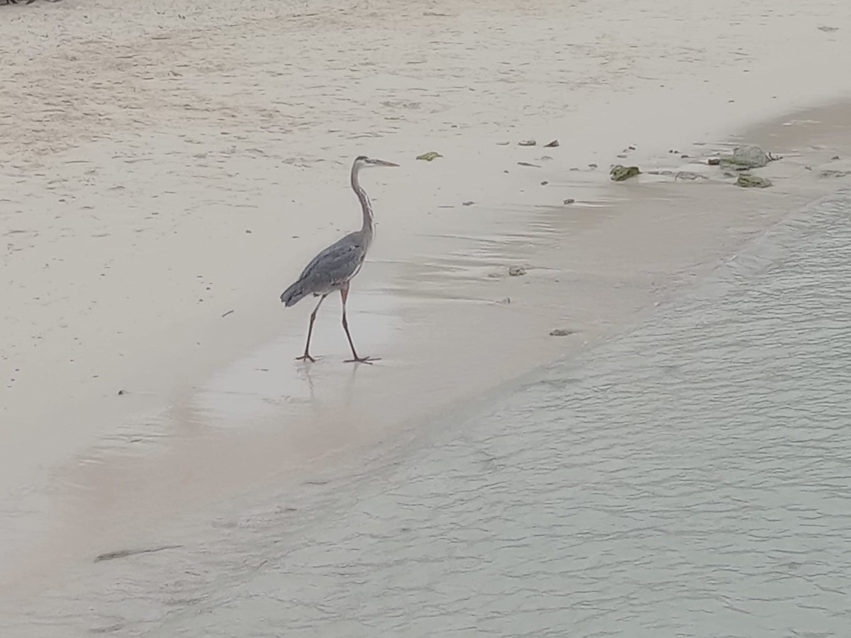 Great Blue Heron - ML644954406