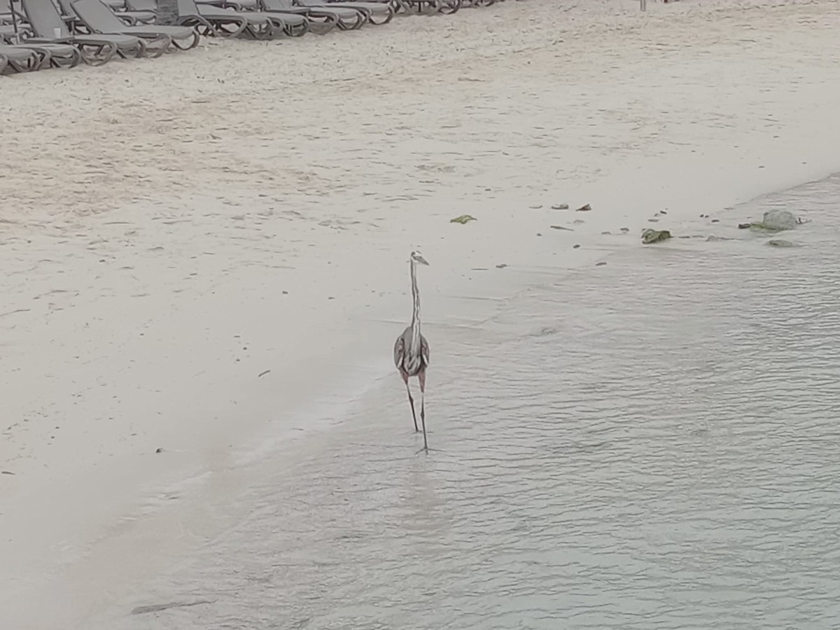 Great Blue Heron - ML644954407