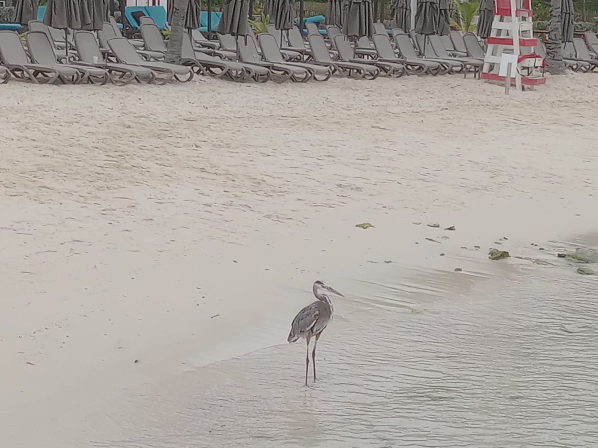 Great Blue Heron - ML644954408