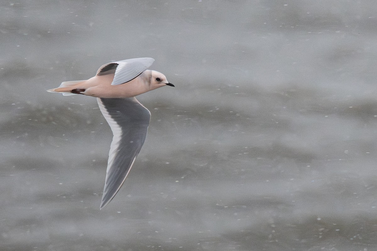 Antxeta arrosa - ML644954411