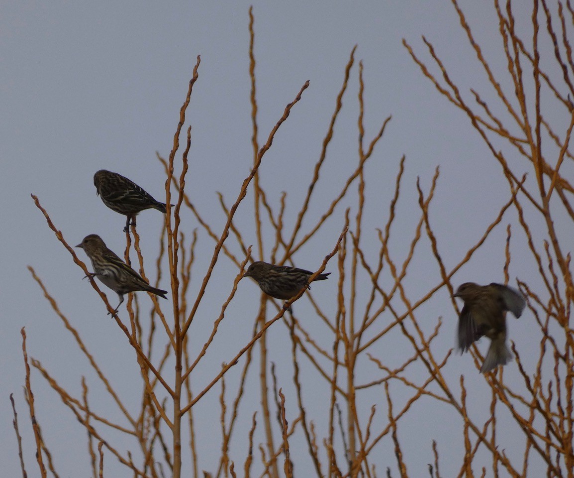 Pine Siskin - ML644954412