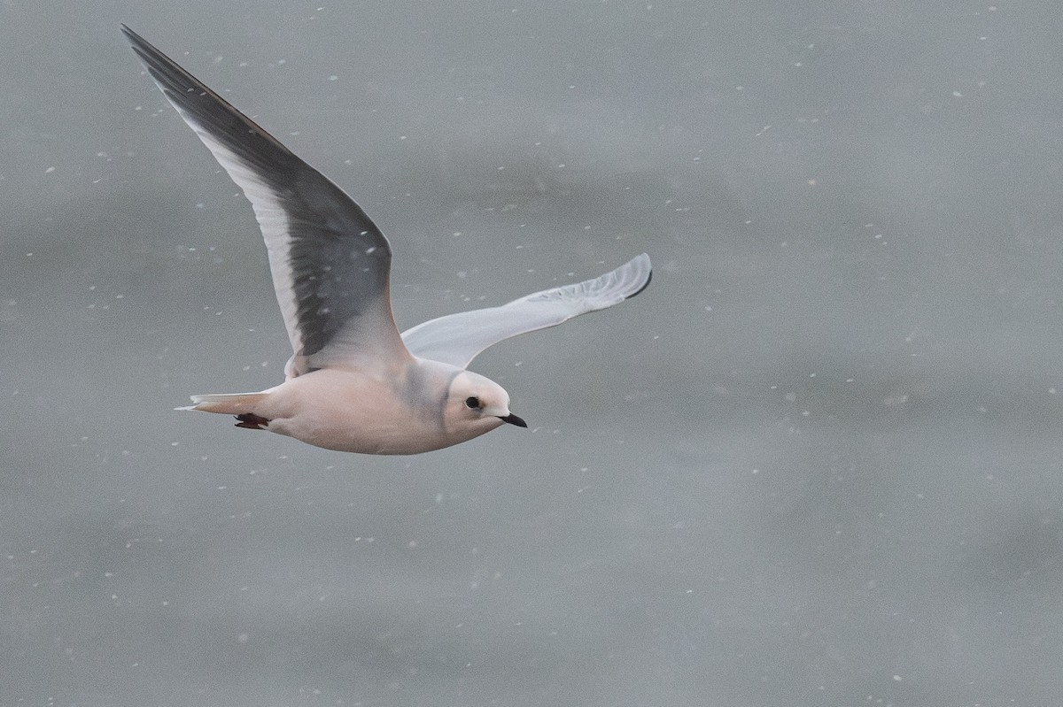 Antxeta arrosa - ML644954413