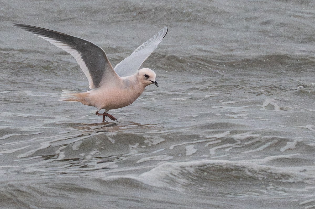 Antxeta arrosa - ML644954418