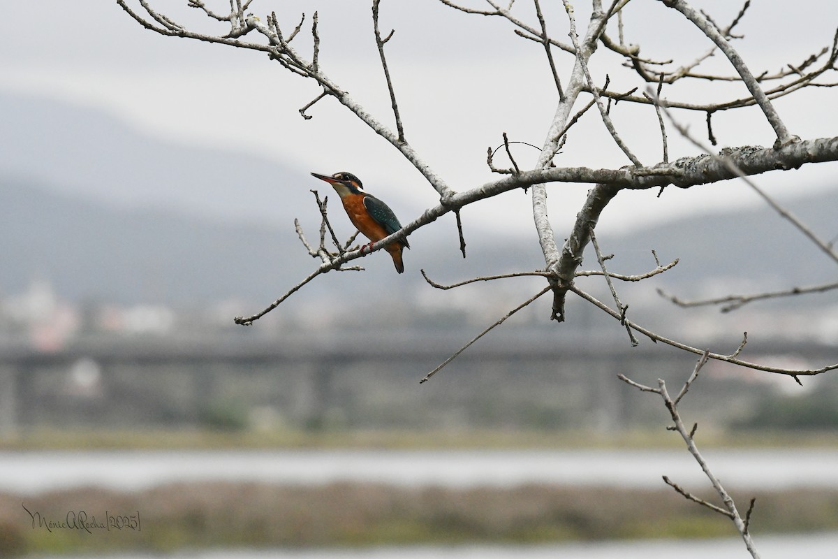 Common Kingfisher - ML644954419