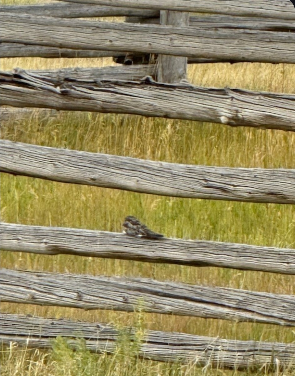 Common Nighthawk - ML644954446