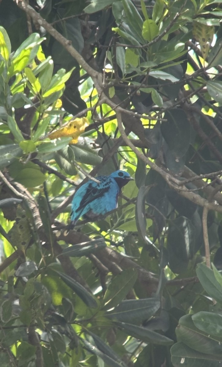 Turquoise Cotinga - ML644954460