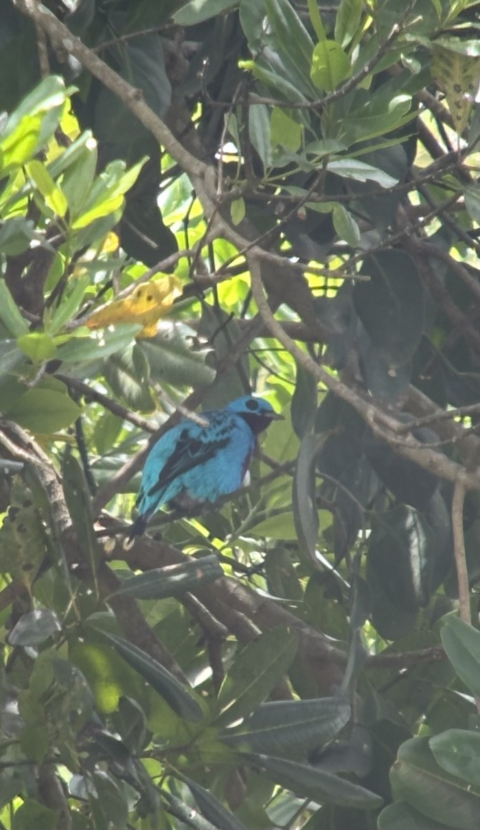 Turquoise Cotinga - ML644954461