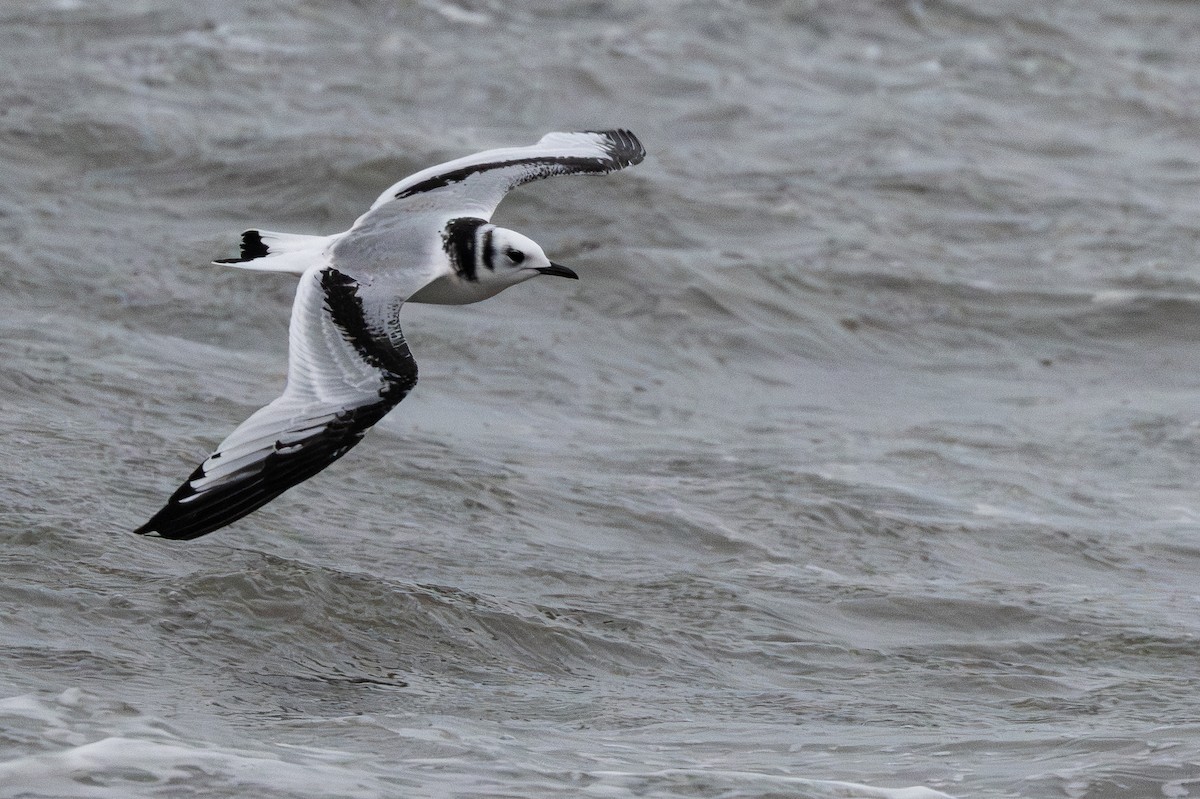 Kara Ayaklı Martı - ML644954467