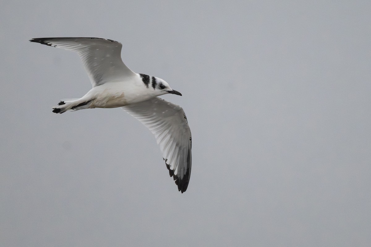 Kara Ayaklı Martı - ML644954469