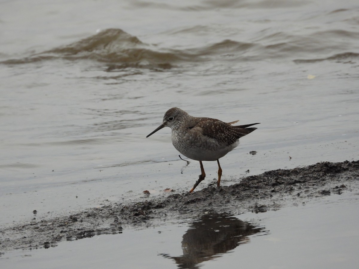 Lesser Yellowlegs - ML644954477