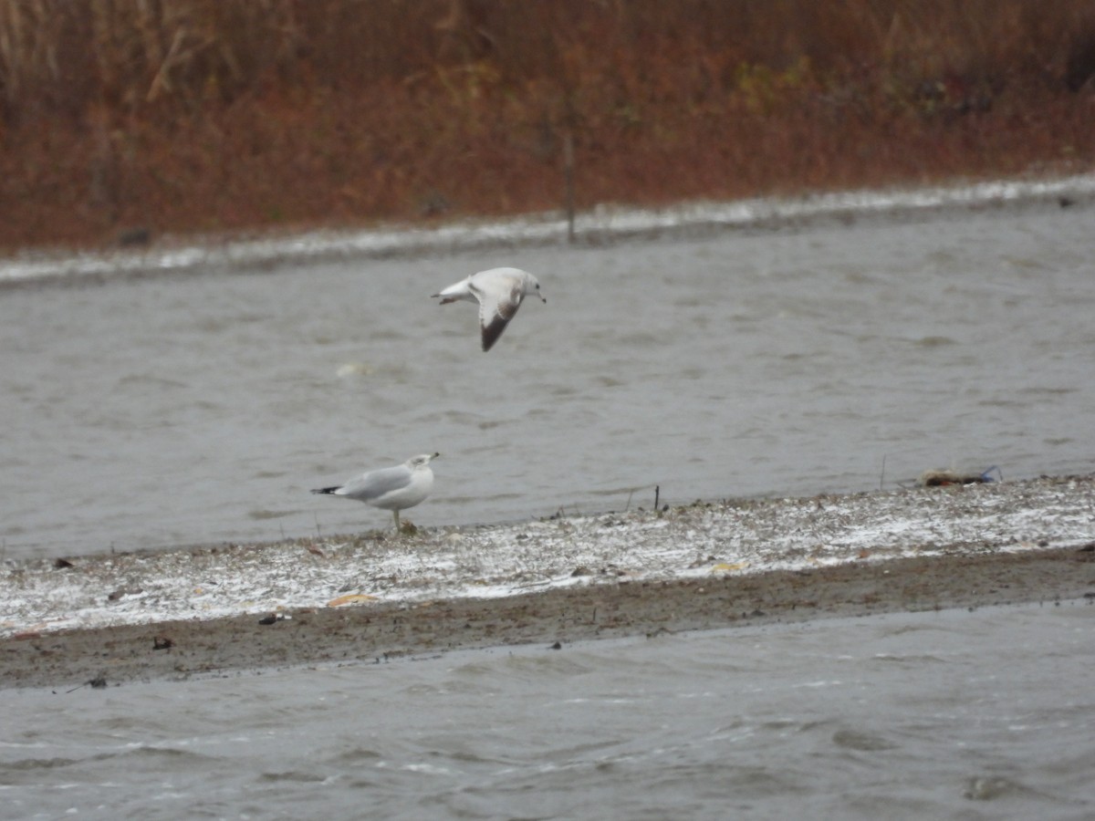 Ring-billed Gull - ML644954487