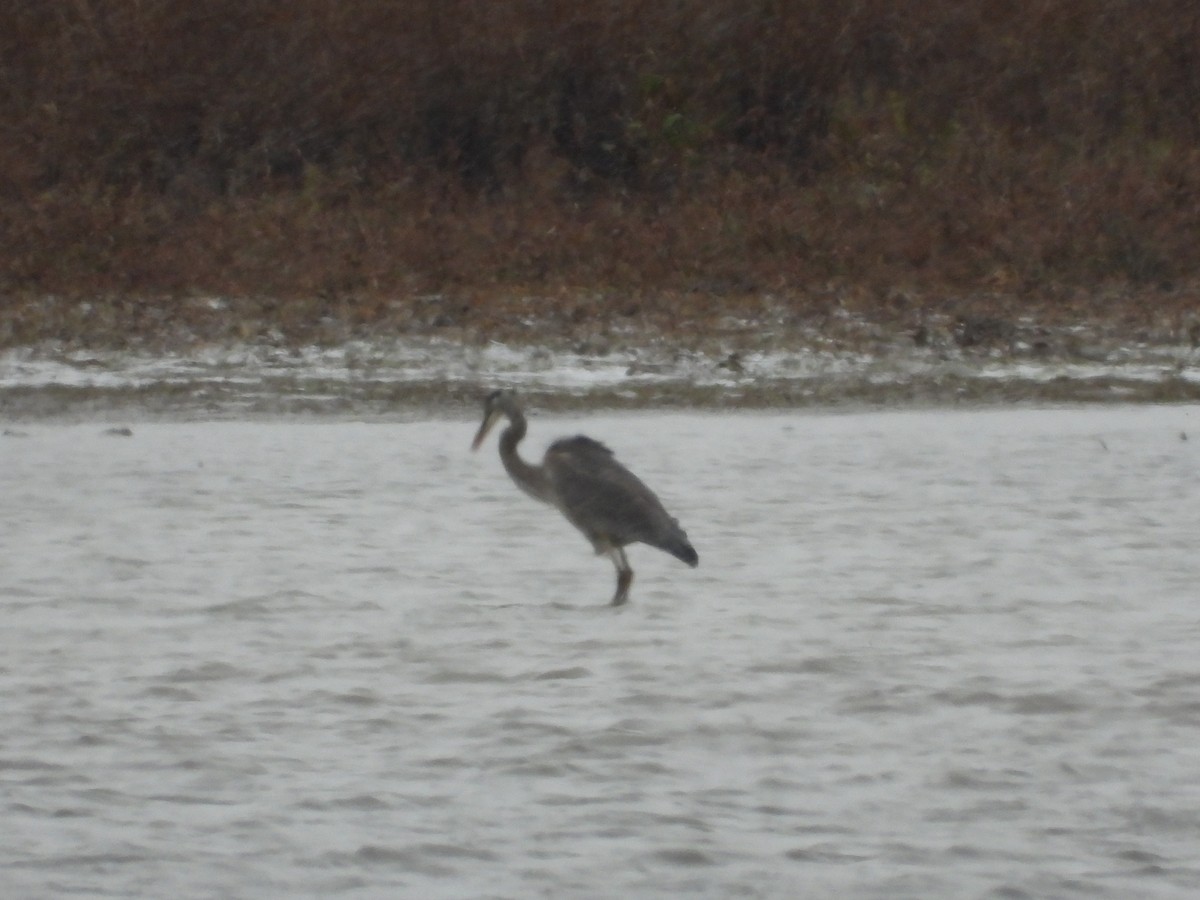 Great Blue Heron - ML644954499