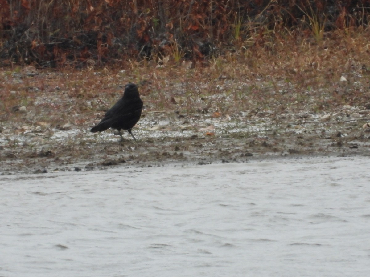 American Crow - ML644954504