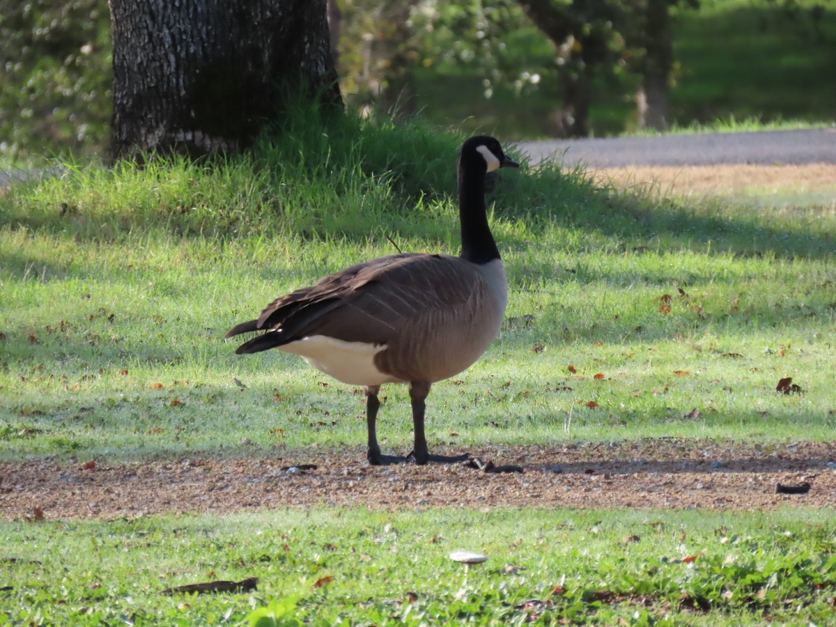 Canada Goose - ML644954508