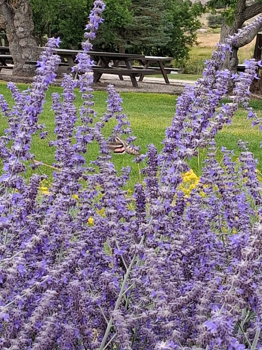 Insects - ML644954551