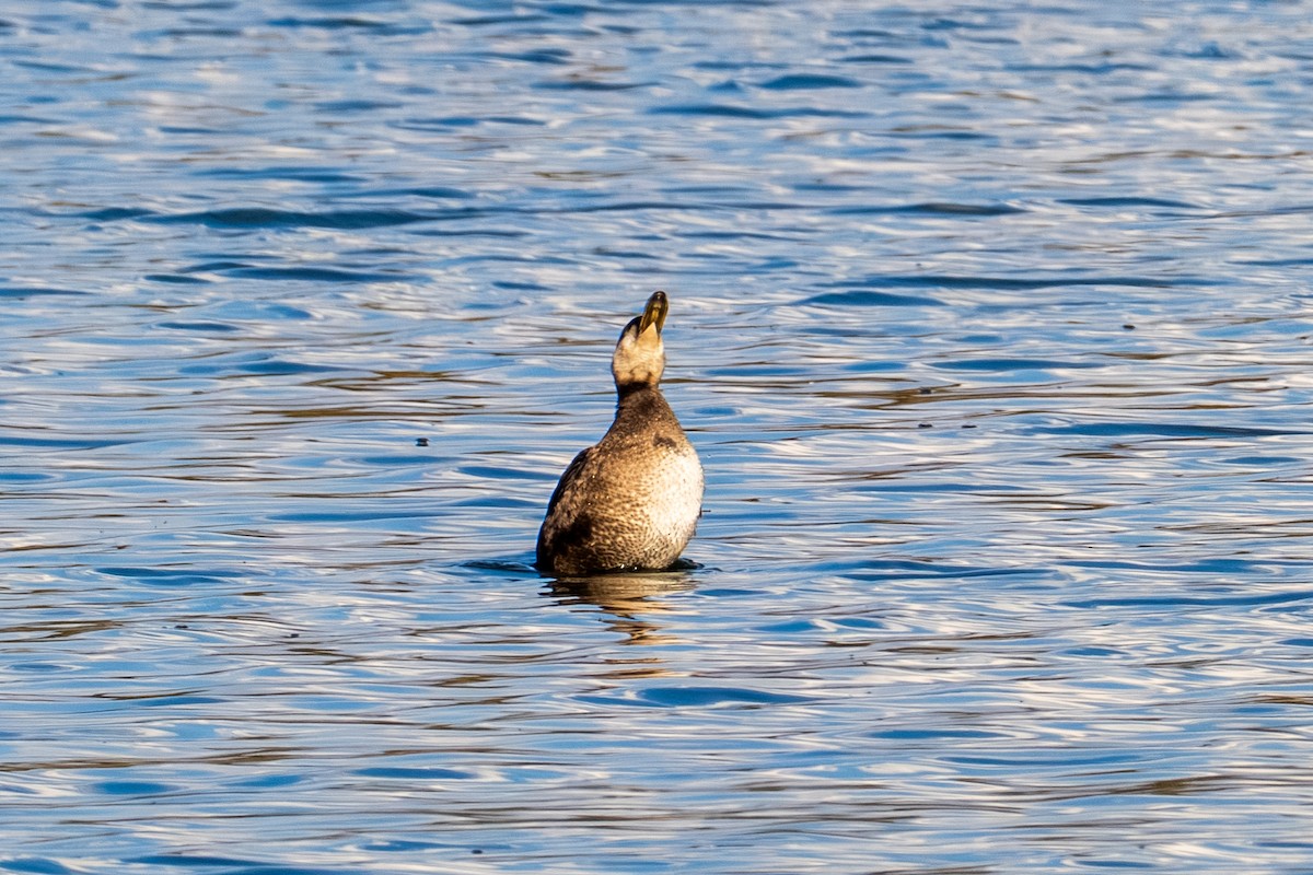 Black Scoter - ML644954583