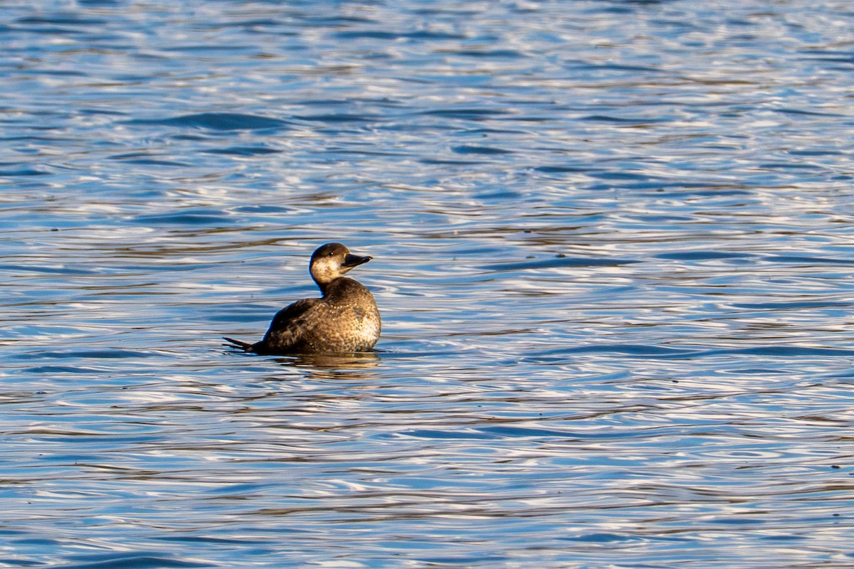 Black Scoter - ML644954584