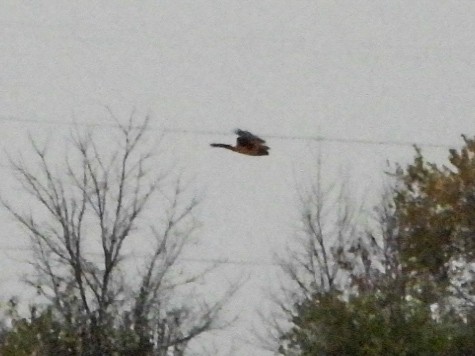 Northern Harrier - ML644954593