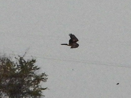 Northern Harrier - ML644954594