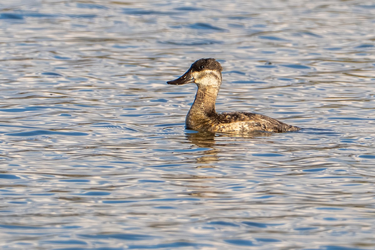 Ruddy Duck - ML644954599