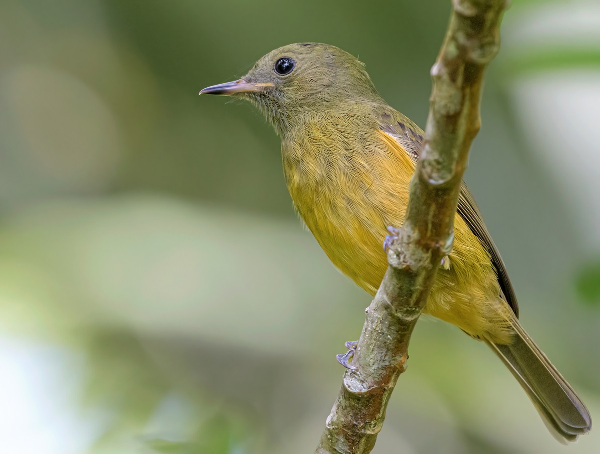 Ochre-bellied Flycatcher - ML644954602