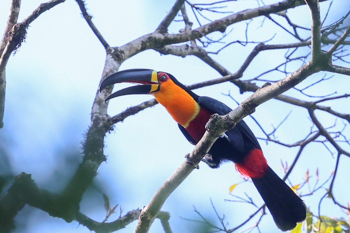 Channel-billed Toucan (Ariel) - ML644954612