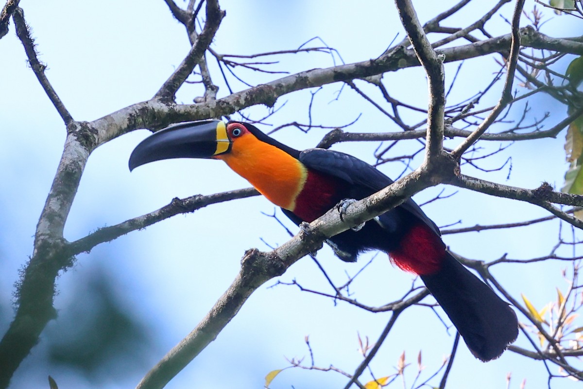 Channel-billed Toucan (Ariel) - ML644954613