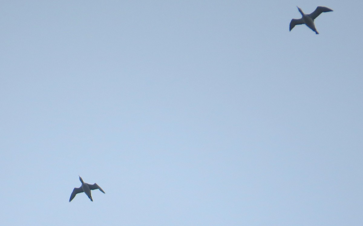 loon sp. - ML644954636