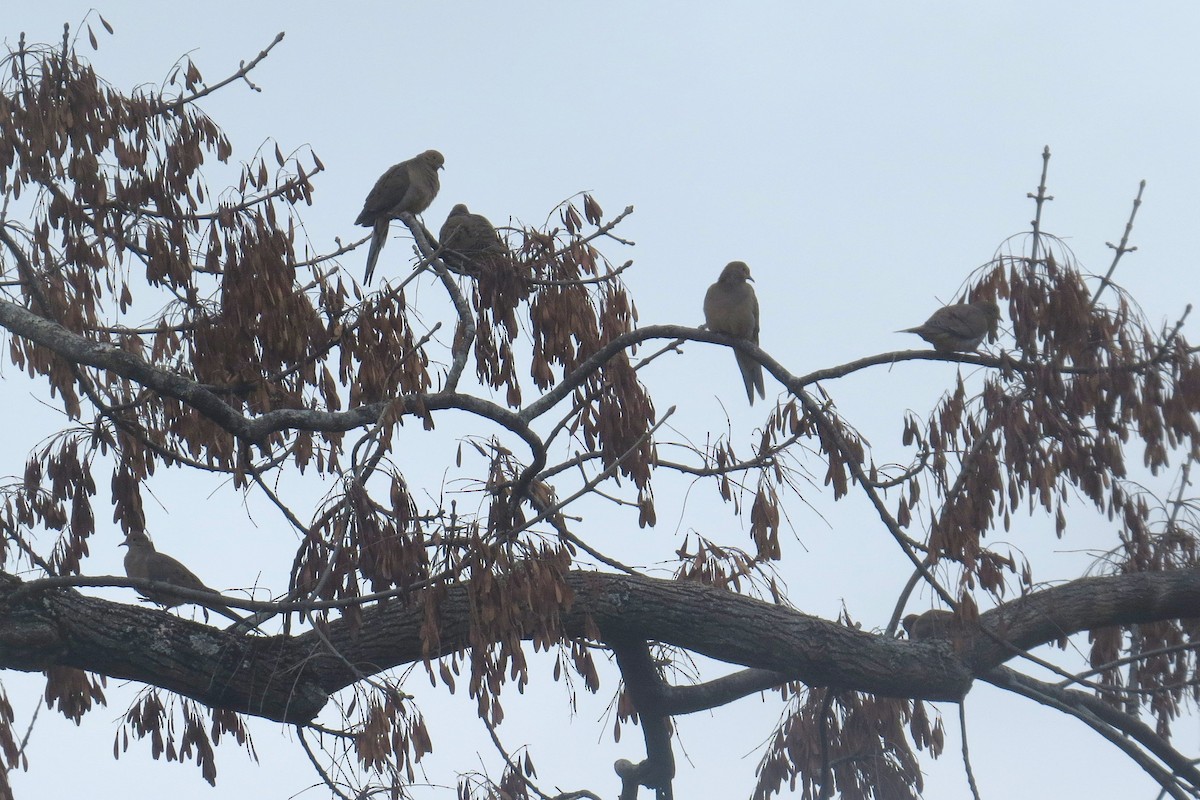 Mourning Dove - ML644954641