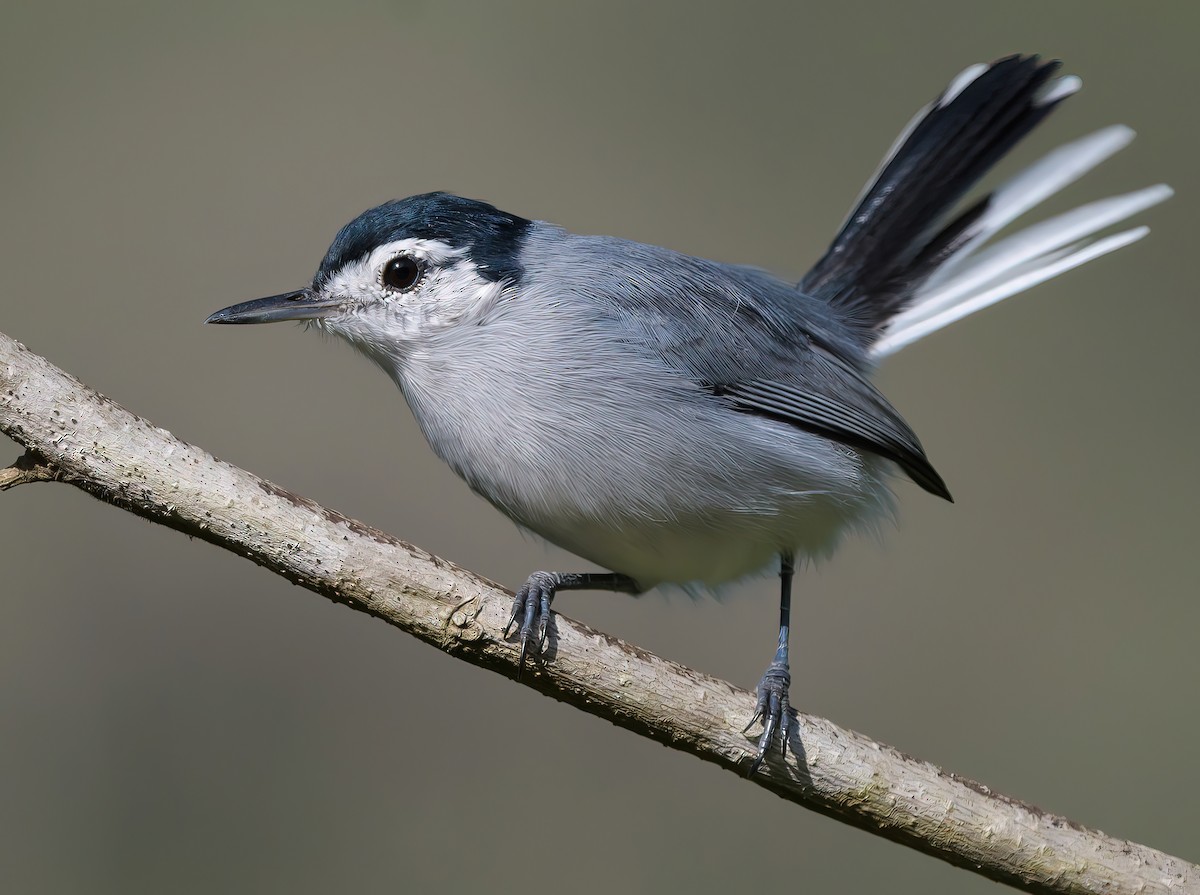 White-browed Gnatcatcher - ML644954645
