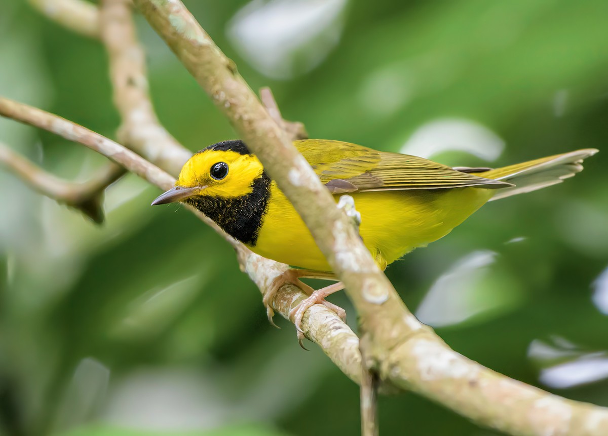 Hooded Warbler - ML644954661