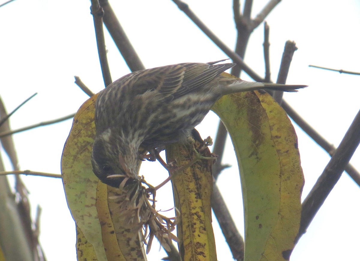 Camachuelo Purpúreo - ML644954667