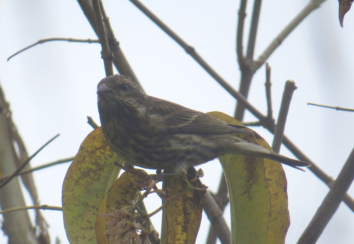 Camachuelo Purpúreo - ML644954668