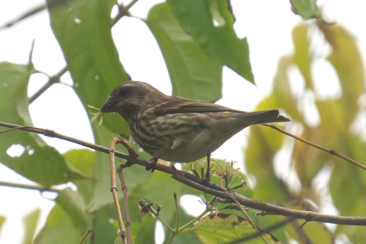Camachuelo Purpúreo - ML644954669