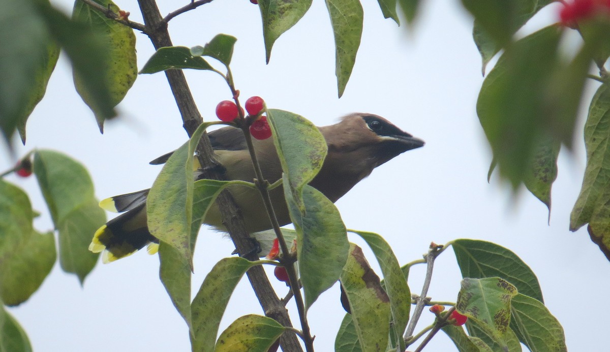 Cedar Waxwing - ML644954675