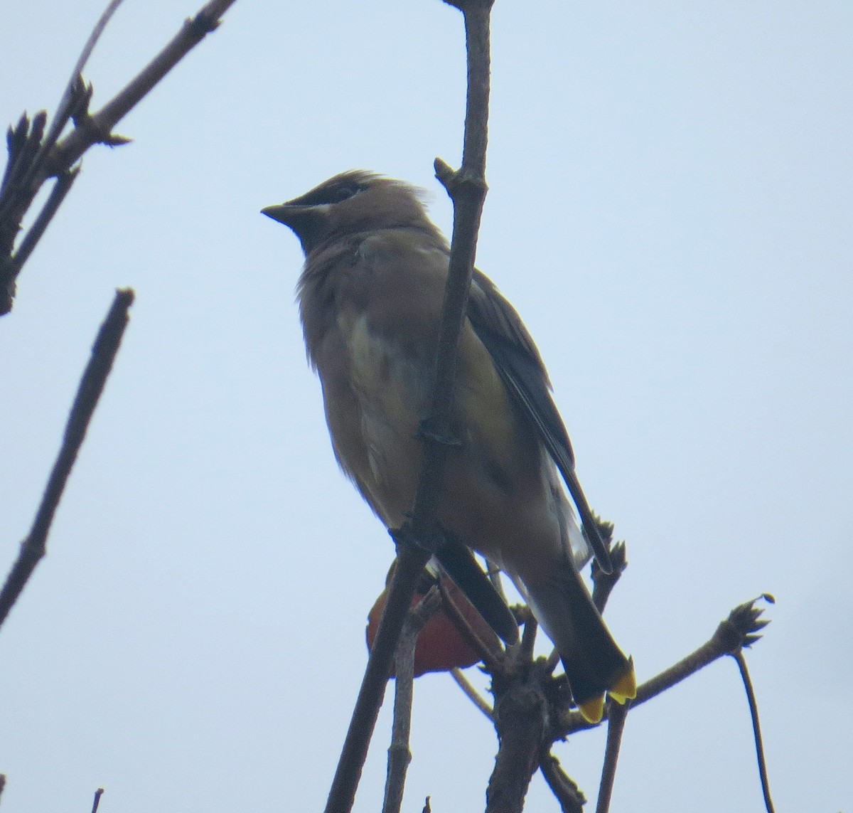 Cedar Waxwing - ML644954682