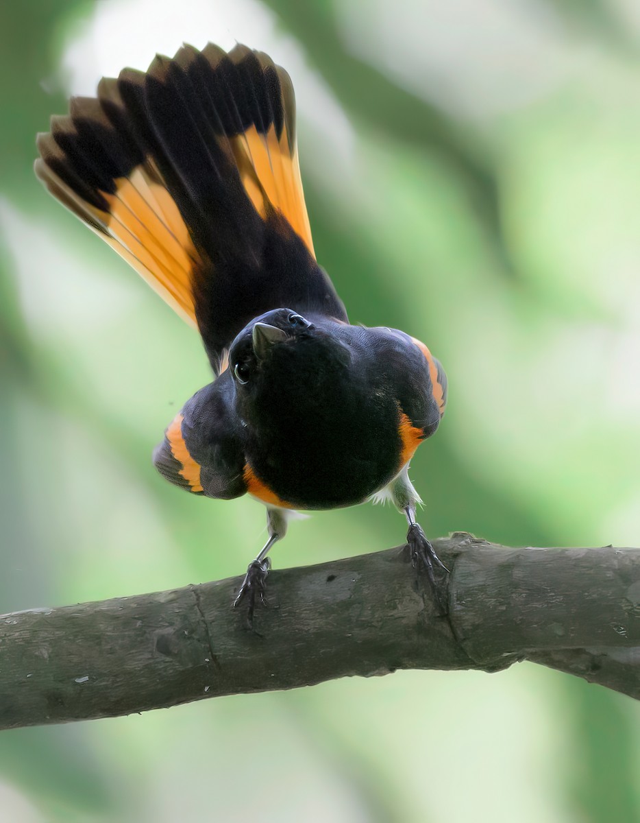 Горихвостковая древесница - ML644954688