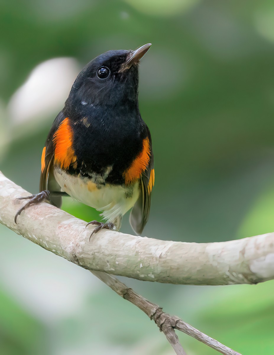 Горихвостковая древесница - ML644954689