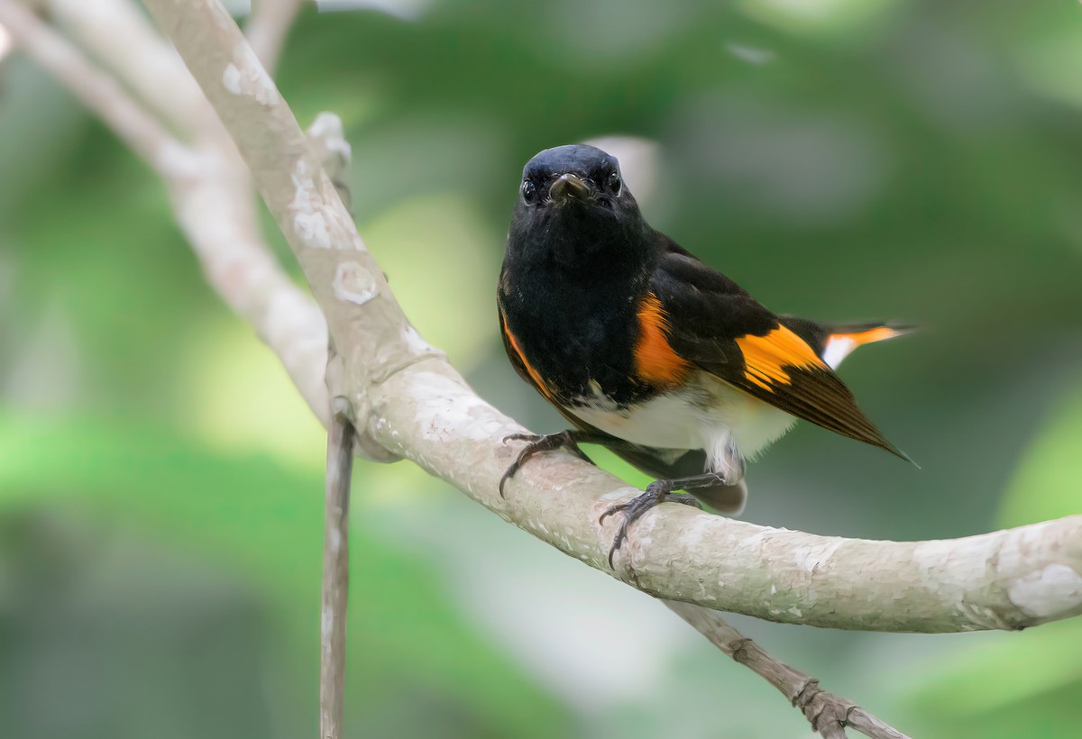 Горихвостковая древесница - ML644954691