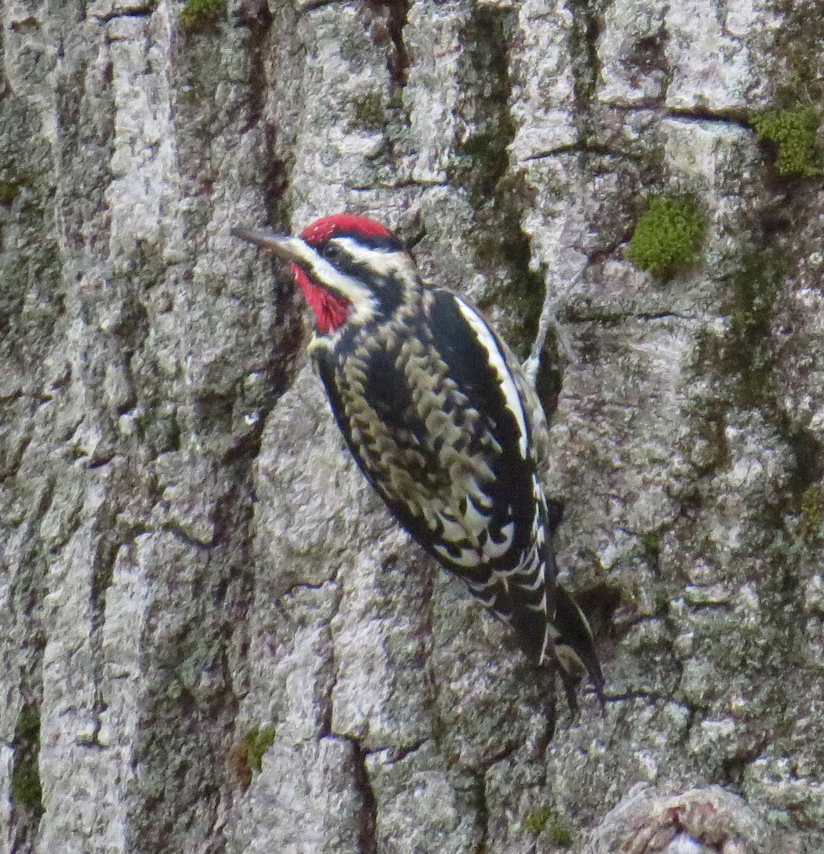 Yellow-bellied Sapsucker - ML644954692
