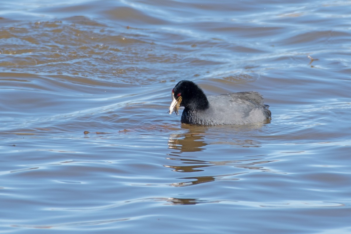 American Coot - ML644954704