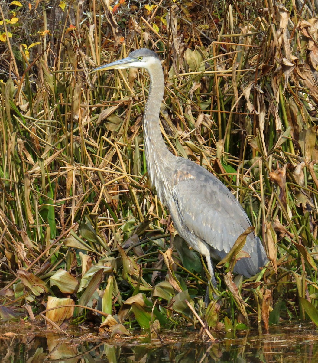 Great Blue Heron - ML644954705